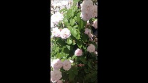Rose Blush Noisette | Historische Rose | Noisette 1817 | Rosenvideo | gartenfein [HD]