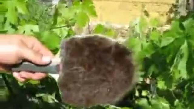 Опыление кистей винограда.