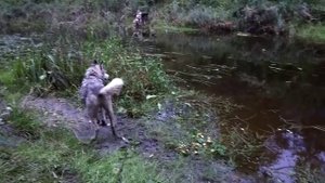 Взял на свою голову собаку на рыбалку !