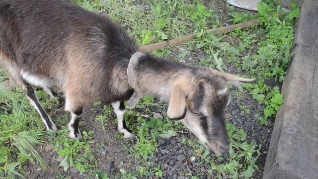 Красивая козочка Козочка кушает травку смотреть онлайн