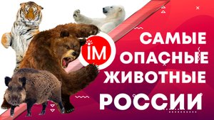 Самые опасные животные России