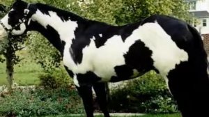 топ самые красивые лошади в мире новое видео