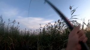 Карп на боковой кивок. Ловля в камыше.