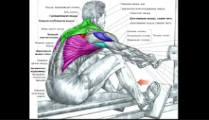 Как накачать спину новичку Лучшие упражнения на спину