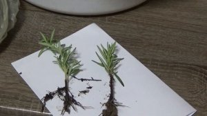 РОЗМАРИН из укоренённых черенков.