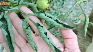 У томатов скручиваются листья: решаем проблему.