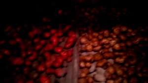 ПАН58 Огромный урожай картофеля выращивание на биогумусе. 100 ведер картофеля с 3 соток.