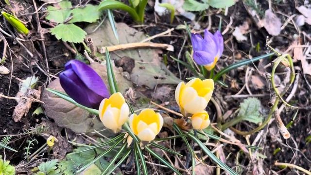 Цветы под снегом. Шали Медальоны?? смотреть онлайн