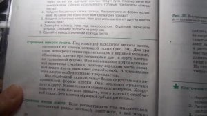 Биология 6 класс § 7 (Автор: Пасечник В.В. )  Клеточное строение листа