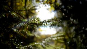 Beautiful Music for Stress Relief, Chakra Healing, Deep Sleep