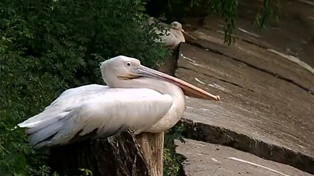 Николаевский Зоопарк смотреть онлайн