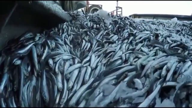 Анчоусы смотреть онлайн