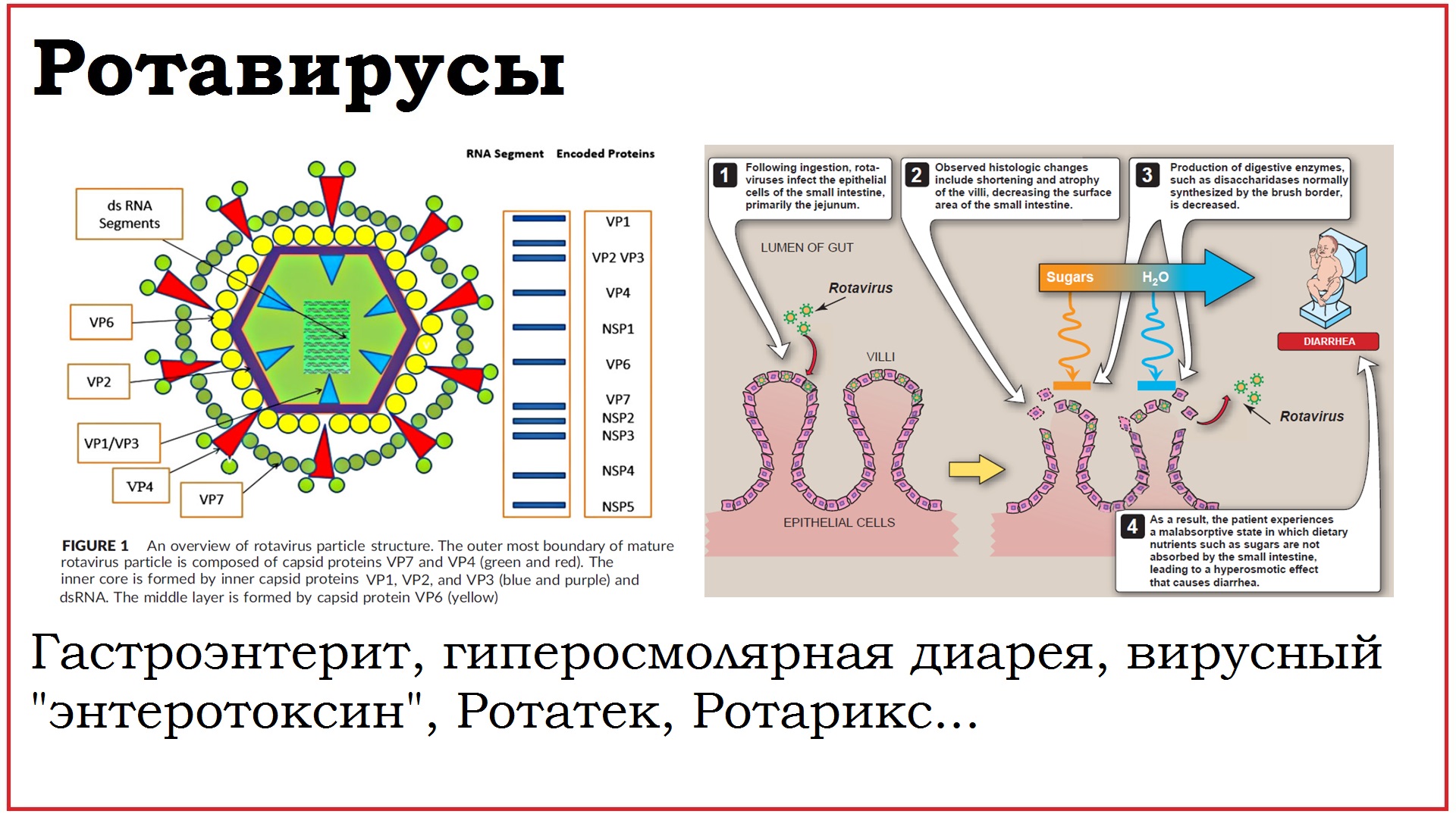 53. Клинически значимые вирусы семейства Reoviridae