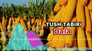 Dala tushda tush tabiri - Тушда Дала курса