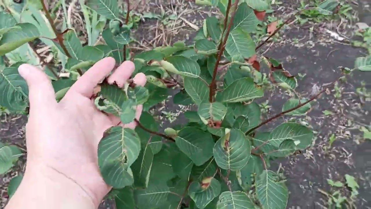 с мороза в засуху, выживаем. смотреть онлайн