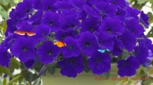 Петуния гибридная Трилоджи Блю (trilodzhi blyu) ? обзор: как сажать, семена петунии Трилоджи Блю