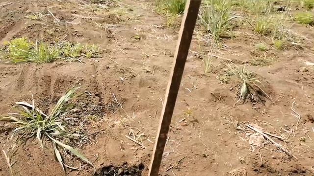 Высаживаем Сад #деревня #хутор #переезд смотреть онлайн