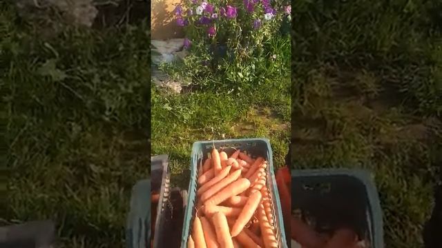 Внимание!морковная муха,срочно выкапываем морковь смотреть онлайн