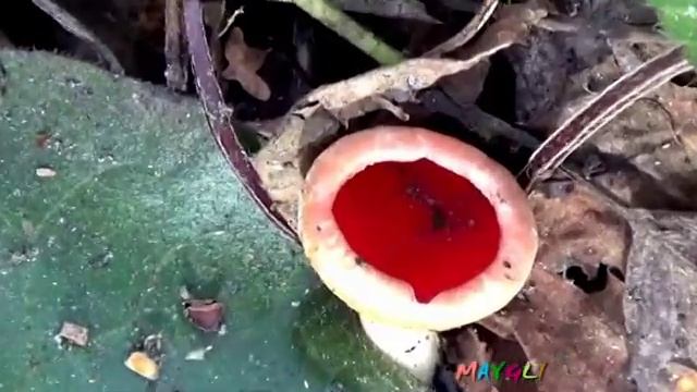 Экзотические грибы. Первые съедобные грибы в лесу. Саркосцифы.