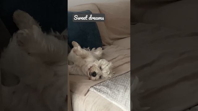 Сладкий сон пёсика. sweet Dreams