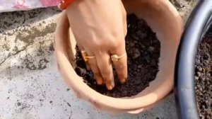 Pentas  Plant care || Soil Preparation || Perrenial Plant