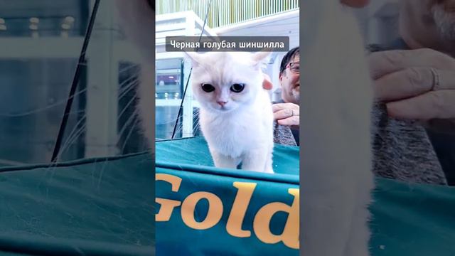 Выставка кошек, часть 1-я, британцы