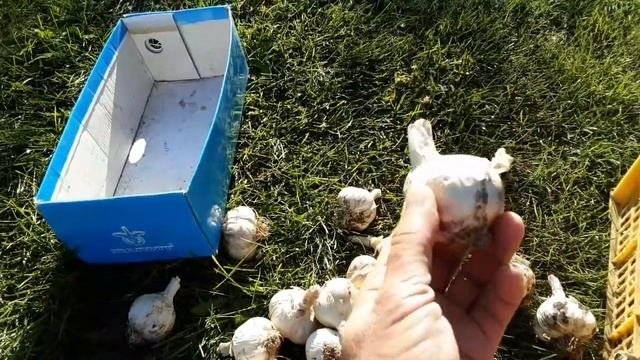 Готовим грядки для Чеснока чтоб  чеснок вырос Крупным.