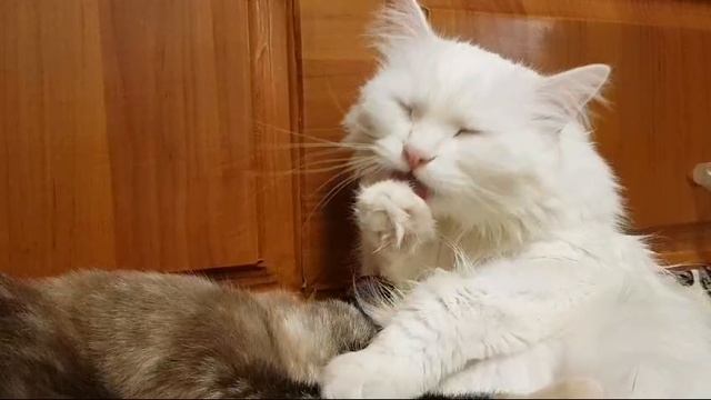 Леся и Сёма - Гармония