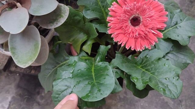 Flores de gerbera e huernia zebrina #614 смотреть онлайн
