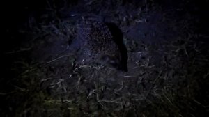 little hedgehog. Маленький ежик , который живет у нас во дворе. Видео для детей.