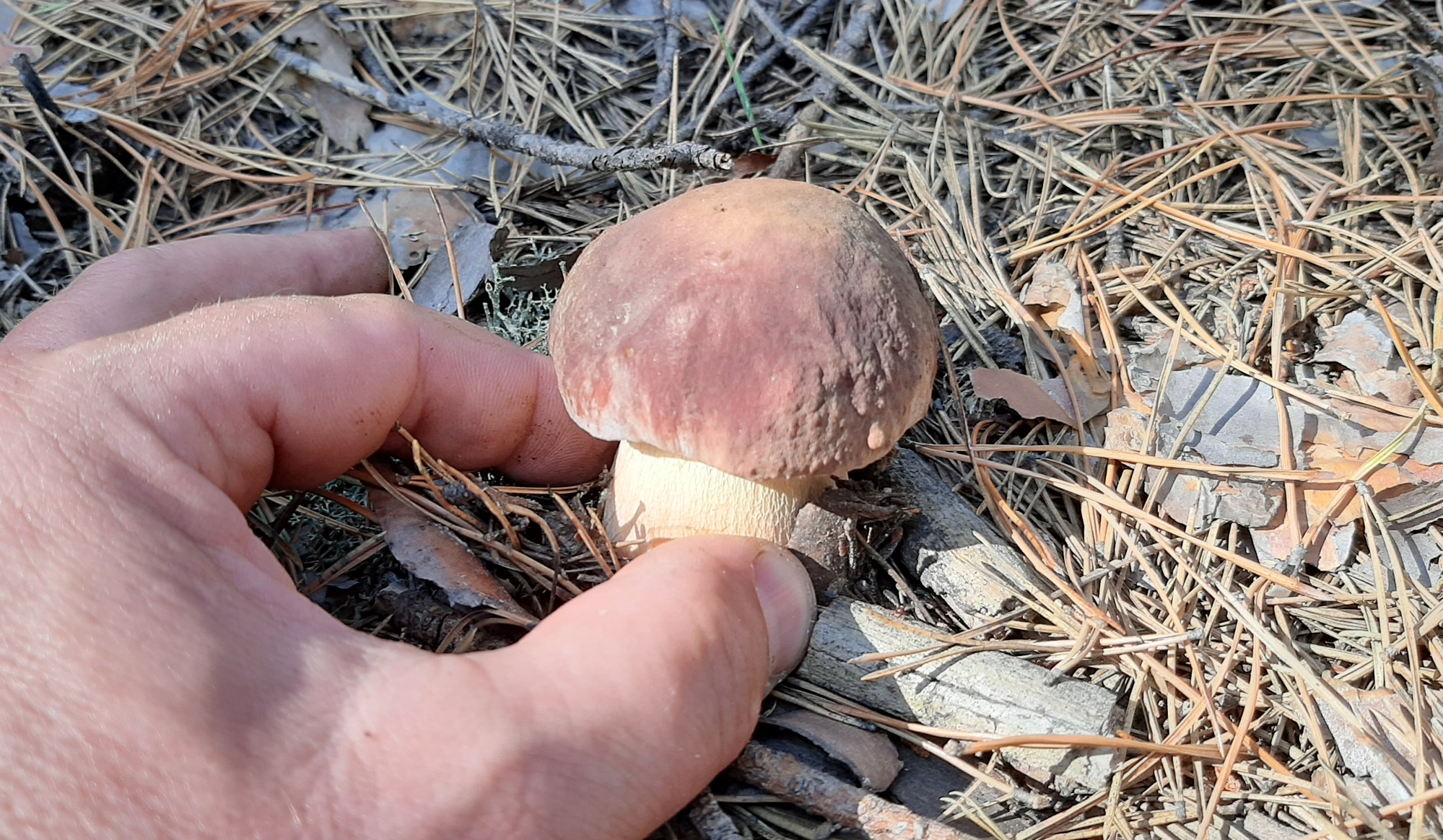 Болетус пурпуровый. Под грибом. Папа гриб. Видео про грибы.