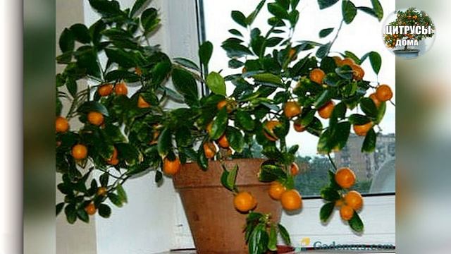 Домашний мандарин каламандин. Дигустация урожая цитрофортунеллы мини мандаринки