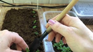 Первая важная пикировка Глоксиний, выращенных из семян. 3 часть