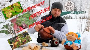 ЭТИ 3 ГРИБКОВЫХ заболевания всегда рядом с твоей МАЛИНОЙ!