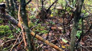 Сбор БЕЛЫХ ГРИБОВ! Беларусь.