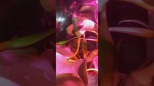 Водохлёбка эйхорния (водный гиацинт) зимует хорошо.