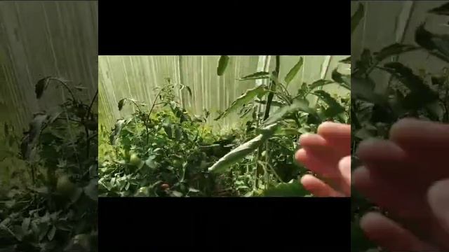 29 июля 2020 г.Томат КОРНАБЕЛЬ от Хупта. смотреть онлайн