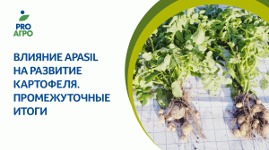 Влияние Apasil на развитие картофеля. Промежуточные итоги.