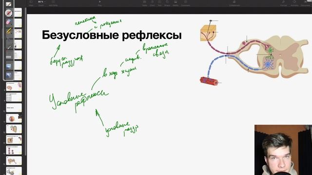 6.39. Безусловные и условные рефлексы | Анатомия к ЕГЭ | Георгий Мишуровский