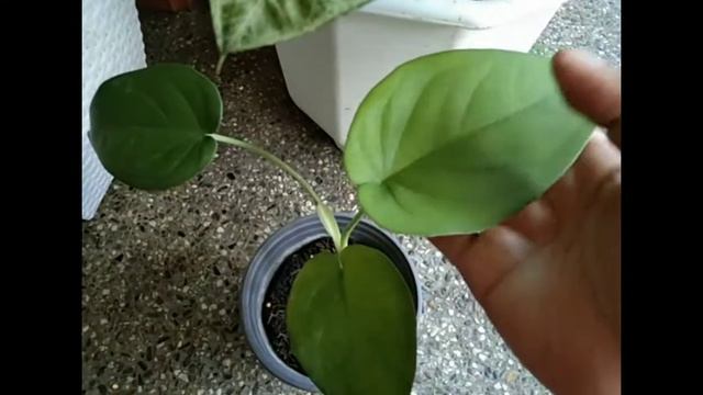 Syngonium Chiapense/Chiapanse (All About) Vlog#24 смотреть онлайн