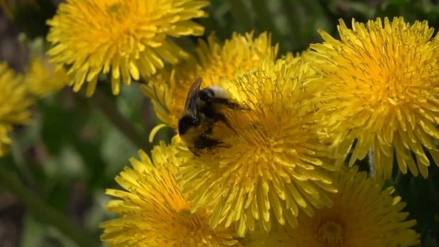 Bumblebee Шмель 大黃蜂 Hummel バンブルビー Bourdon 땅벌 Abejorro भौंरा SONY FDR-AXP55 4K TEST 20x ziminvideo смотреть онлайн