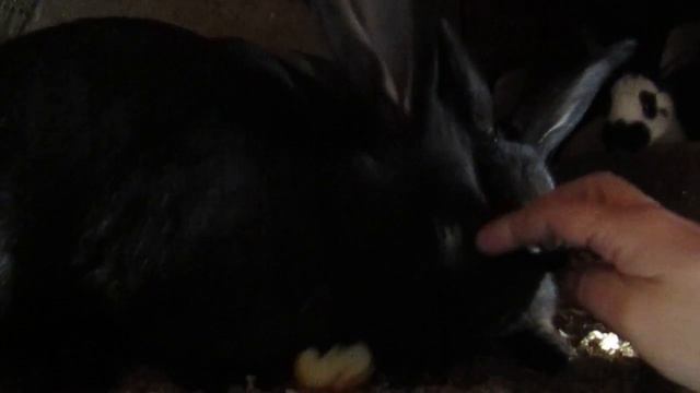 Самка и крольчата Немецкий пестрый великан строкач /Уход за кроликами смотреть онлайн