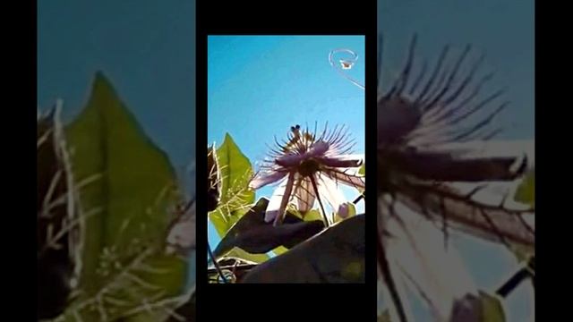 Пение птиц в лесу слушать