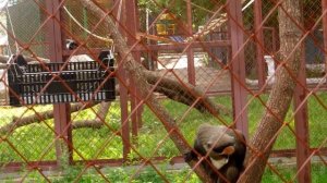 Я познаю Пермь: экскурсия в Пермский зоопарк!