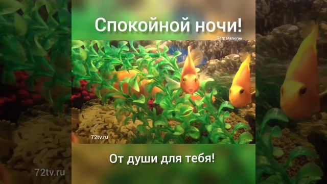 Открытка - Спокойной ночи с рыбками!