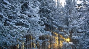 "ПЕСНЯ ДЕДА МОРОЗА"... (Фото Сергея ОГАРКОВА (Коряжма)- Римский-Корсаков. "Снегурочка". Пролог))