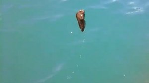 Рыбалка в Сочи с берега на креветку