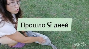 Как исправить "вертолет" у утят? Что получается в итоге?