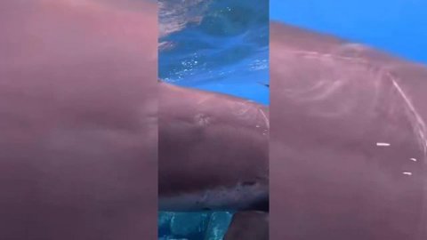 Magical nature|Dolphins|Sea|Relaxation|Relaxing music@Nature.Creative.Montage