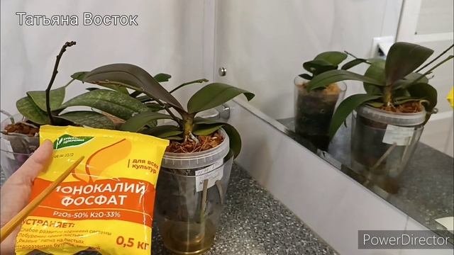 Удобрение для пышного цветения подростков орхидей!